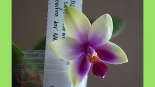 Orchid  Phalaenopsis Bellina Bloom amp Care Tips [upl. by Asilec]