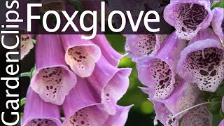 Foxglove  Digitalis purpurea  Growing Foxglove [upl. by Fisher]