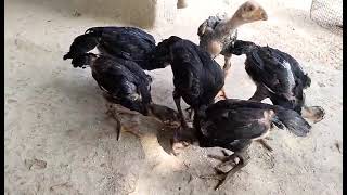 parrot beak and long tail chicks availableEach pair 2500 [upl. by Nylanaj]