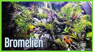 Bromelien bepflanzen im Terrarium für den Pfeilgiftfrosch Pumilio Ranitomeya [upl. by Domenic]