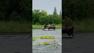 Bear vs Moose  Epic battle [upl. by Nilhsa]