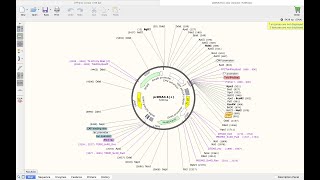 How to use Snapgene Basic features explained [upl. by Vonnie]