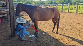 A ÉGUA MAIS VELHA DA FAZENDA ESTÁ DOENTE😰 [upl. by Selena]