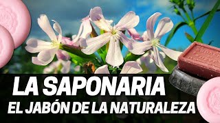 Usos y propiedades de la Saponaria officinalis El jabón de la Naturaleza [upl. by Iraj233]