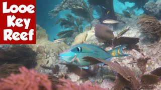 Diving Looe Key Reef 2020 [upl. by Orenid]