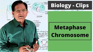 Metaphase Chromosome [upl. by Nayra421]