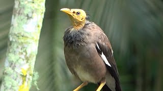 Unusual looking Common Myna Birds of Samoa [upl. by Ydroj]