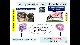 campylobacter pathology [upl. by Leontine]