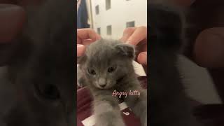 Angry😡 music automobile live cat kitten bestdancerintheworld chat catlover babycoversong [upl. by Murvyn]