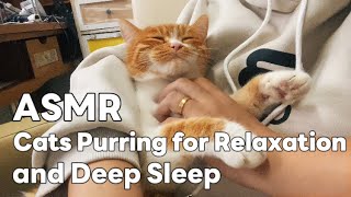 ASMR Cats Purring for Relaxation and Deep Sleep [upl. by Haland]