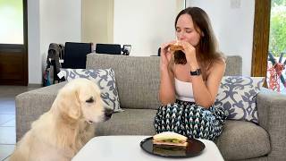 What does My Dog do when I Eat Sandwich  Ozzy Steals Food [upl. by Siwel]