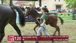 Sprinter Sacré Show 2019  Lot 120  N 19 ALIDEE [upl. by Yajiv]