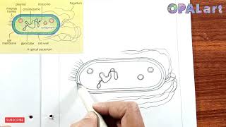 9th FB Biology Diagram 03A Typical Bacterium [upl. by Minerva141]