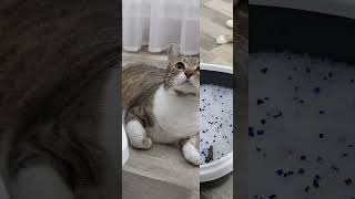 How To Reuse Crystal Cat Litter [upl. by Nordgren]