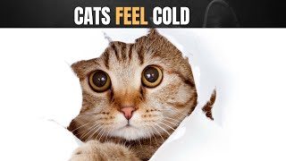 quotHow Cats React When They Feel Cold Understanding Your Feline Friends Chilly Behaviorquot [upl. by Llahsram]