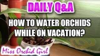 QampA How to keep Orchids watered during vacations [upl. by Beutler115]