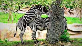 ZEBRA MATING A phenomenon thats going viral on YouTube [upl. by Yves]