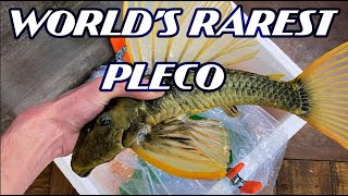 Phase 3 Luteus Pleco Unboxing ThrowBack HOLY GRAIL PLECO [upl. by Oap]