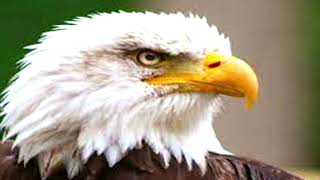 bald eagle sound effect downland free [upl. by Eisej765]