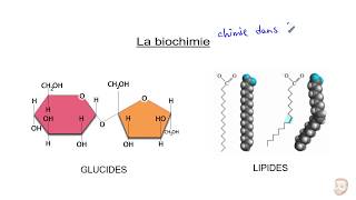 Biochimie  Les glucides et les lipides [upl. by Negah453]