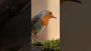 Você alimenta os Pássaros do seu Jardim natureza [upl. by Markos711]