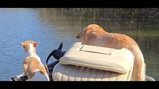 Zeus and Homie on the river boat [upl. by Enigroeg]