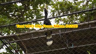 Nikon D5500 VDO Record Test HD [upl. by Modestine]