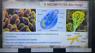 Biological classification Type of Fungi Basidiomycetes Deuteromycetes amp Phycomycetes [upl. by Ahseia]