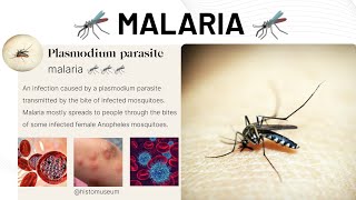 Malaria 🦟🦟🦟 malaria satisfying lab [upl. by Dracir]