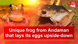 International biologists uncovered a unique breeding behaviour in Andamanese Charles Darwins frog [upl. by Etyam147]