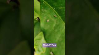 Bactericera Or catterpillar 🧐 different types of insects nature trendinginsectsshortsytshorts [upl. by Glenna]