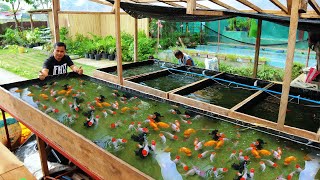 How I produce 5000 Goldfish Babies in just 1 Week Basic Method in Raising and Breeding Goldfish [upl. by Aldis618]