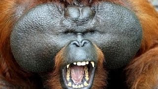 National geographic Documentary  The Real King Of The Jungle Orangutan Documentary [upl. by Jamilla994]