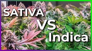 Indica Vs Sativa Answering Most Common Questions About Cannabis amp Marijuana shorts sativa canna [upl. by Derdle]