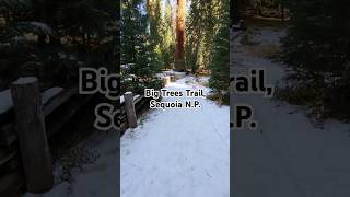 Winter in the Sequoias Today ✨️ sequoianationalpark explore nature wonderland hiking [upl. by Basil]