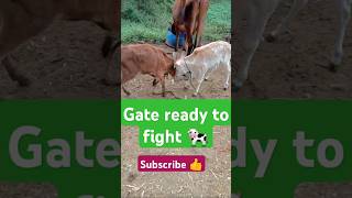 Gate ready to fight 🐄😄little cow fighting shorts ytshorts youtubeshorts viralvideo shortvideo [upl. by Adamson]