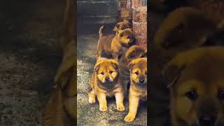 Cherry Cute Dog Shorts Video 🐕‍🦺 Status Viral YouTube 🦮 [upl. by Debor]