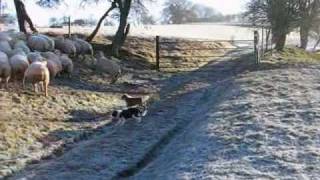 Welsh sheepdog pups working ewes [upl. by Anisah]