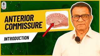 Anterior Commissure Structure and Function [upl. by Ojybbob]