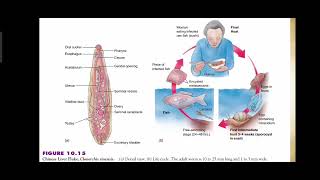 Phylum Platyhelminthes  Class Trematoda  Trematode Parasites and Flukes  Explained in Urdu [upl. by Meesaw]