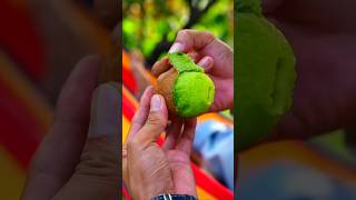 The fruits from our garden are very good to eat🥝🥝🥝Harvest youtubeshorts fruit [upl. by Mitzi636]