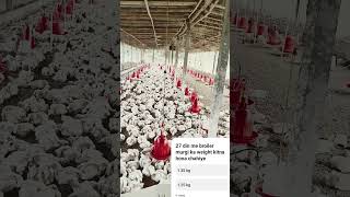 How I Make Money Raising Broiler Chickens poultry shorts [upl. by Richmal234]