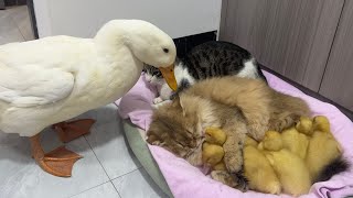 Fantastic animalsThe kitten hugs the little duck and sleeps😂Mother duck’s behavior so funny cute [upl. by Gnol920]