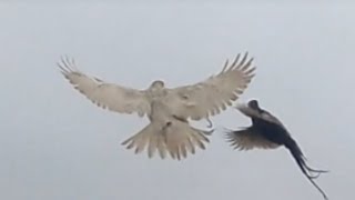 white goshawk late season pheasant hawking [upl. by Appledorf288]