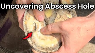 Uncovering Abscess Hole In Horses Hoof Hoof Restoration [upl. by Yllod]