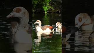 Egyptian goose family Egyptian Geese call amp sounds part1 [upl. by Adnical638]