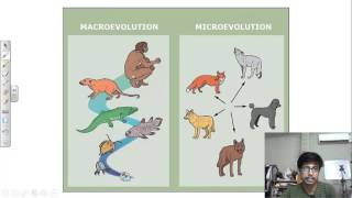 Microevolution vs macroevolution [upl. by Ramsay63]