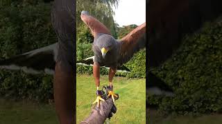 HARRIS HAWK ON THE FIST [upl. by Llednik765]