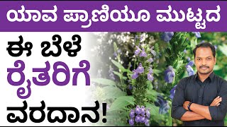 Chia Seeds Cultivation in Kannada  How to Cultivate Chia Seeds  Chia Seeds Benefits [upl. by Remas]