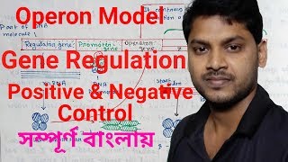 Lac Operon ল্যাক ওপেরন  Bengali  Gene Regulation  Positive and Negative Control [upl. by Reel791]